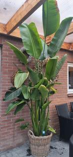 Grote volle stralitia 3m hoog, Tuin en Terras, Ophalen, Zomer, Volle zon, Overige soorten