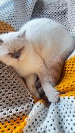 Britse korthaar dekkater, 0 tot 2 jaar