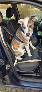 Hondenoppas, Dieren en Toebehoren, Ophalen of Verzenden