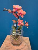 Orchidee Phalaenopsis Roots in glas (3)