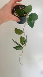 Hoya Verticillata Black Margin, Huis en Inrichting, Kamerplanten, Overige soorten, Minder dan 100 cm, Ophalen of Verzenden, Halfschaduw