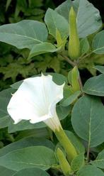 Zaden Datura sp., Ophalen of Verzenden, Zaad