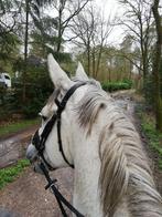 Zeer ervaren bijrijder/verzorgster aangeboden - buitenrijden, Dieren en Toebehoren, Ophalen of Verzenden, Gebruikt