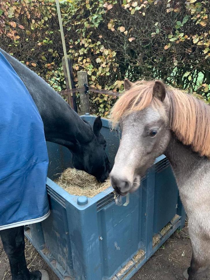 Leukste pony maat A Duitse rijpony ruin, Dieren en Toebehoren, Pony's, Ruin, Ontwormd