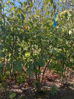 Struiken. Berken . Liquidambar. Krenten, Ophalen, Bloeit niet, Halfschaduw, Overige soorten