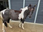 Scheren paarden en pony's