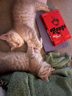 British Korthaar Lilac Silver Shaded kittens to sale, Meerdere dieren, Ontwormd