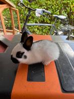 Jonge konijnen, Dieren en Toebehoren, Konijnen, Mannelijk, Klein, 0 tot 2 jaar