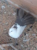 Pauwstaart duif, Dieren en Toebehoren, Vrouwelijk