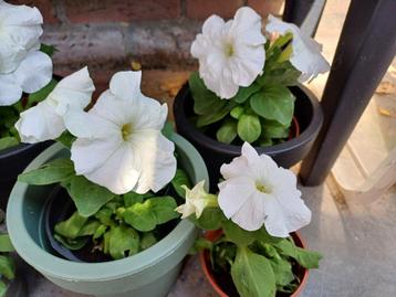 ZOMERSALE: Leuke PETUNIA'S WIT met BLOEMPOT zwart en groen ! beschikbaar voor biedingen