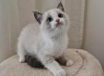 Ragdoll kitten poesje bicolor, Dieren en Toebehoren, Katten en Kittens | Raskatten | Korthaar, Meerdere dieren, Ontwormd, 0 tot 2 jaar