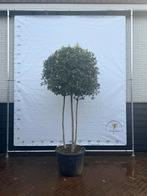 Driestammige Steeneik - Prachtige Boom!, Tuin en Terras, Planten | Bomen, Bloeit niet, Overige soorten, 100 tot 250 cm, Ophalen