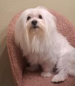 Ervaren dekreu maltezer (zacht karakter), Reu, Eén hond, 3 tot 5 jaar, Nederland