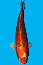 Kujaku, Karper of Koi