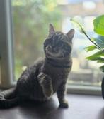 Kruising britskorthaar met Siberische kat, Dieren en Toebehoren, Poes