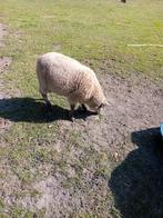 Te koop: 5 Clun Forest schapen. Zie omschrijving., Meerdere dieren, Schaap