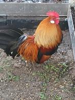 Trio Hollandse kriel, Dieren en Toebehoren, Pluimvee, Meerdere dieren, Kip