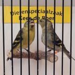 Koppel Amerikaanse baardsijzen, Dieren en Toebehoren, Meerdere dieren, Geringd
