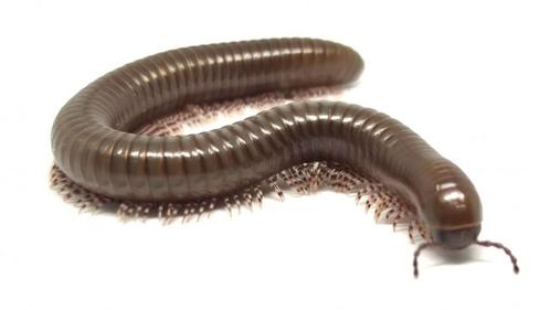 Telodeinopus aoutii, bijna volwassen, €7,50, 10 voor €60, Dieren en Toebehoren, Insecten en Spinnen, Overige soorten