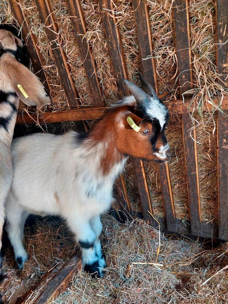 Dwergbokje (cae/cl vrij), Dieren en Toebehoren, Schapen, Geiten en Varkens, Geit, Mannelijk, 0 tot 2 jaar