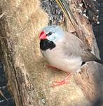 Spitsstaart amadine man, Dieren en Toebehoren, Mannelijk, Tropenvogel