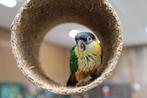 Baby Caique´s | Roest en Zwartkop | getest | Speels, Dieren en Toebehoren, Meerdere dieren, Papegaai, Geringd
