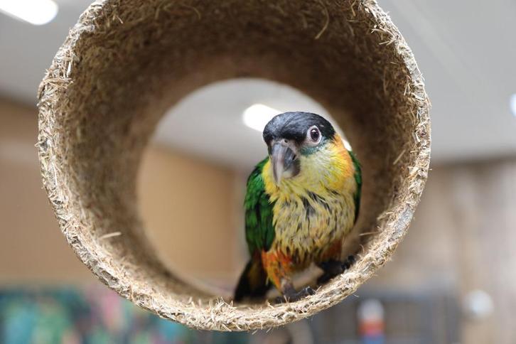 Baby Caique´s | Roest en Zwartkop | getest | Speels, Dieren en Toebehoren, Vogels | Parkieten en Papegaaien, Papegaai, Meerdere dieren