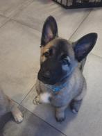 Husky x Mechelse herder kruising pups, Dieren en Toebehoren, 8 tot 15 weken, Meerdere, Meerdere dieren, Herder