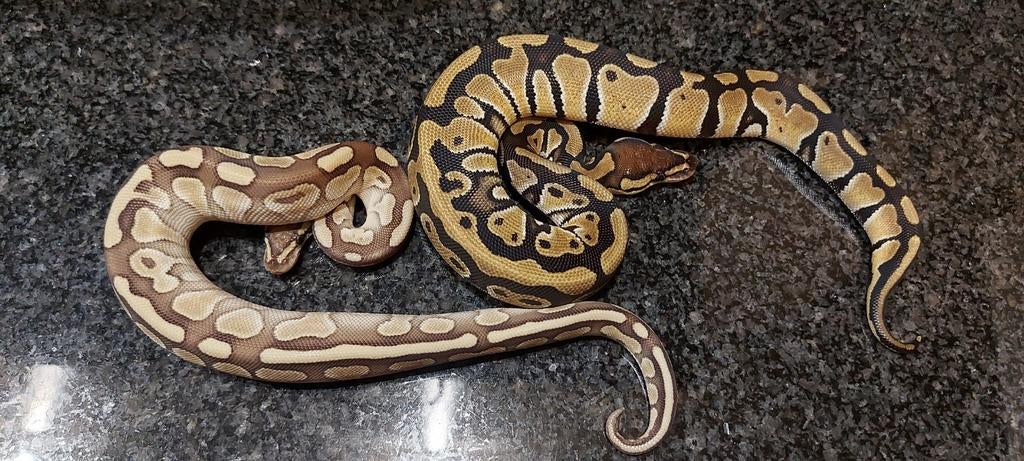 1.1  tripple het axa vpi clown genetic stripe, Slang, 0 tot 2 jaar