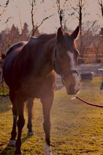 recreatieve merrie te koop, Dieren en Toebehoren, Paarden, Merrie, 7 tot 10 jaar, 160 tot 165 cm, Recreatiepaard