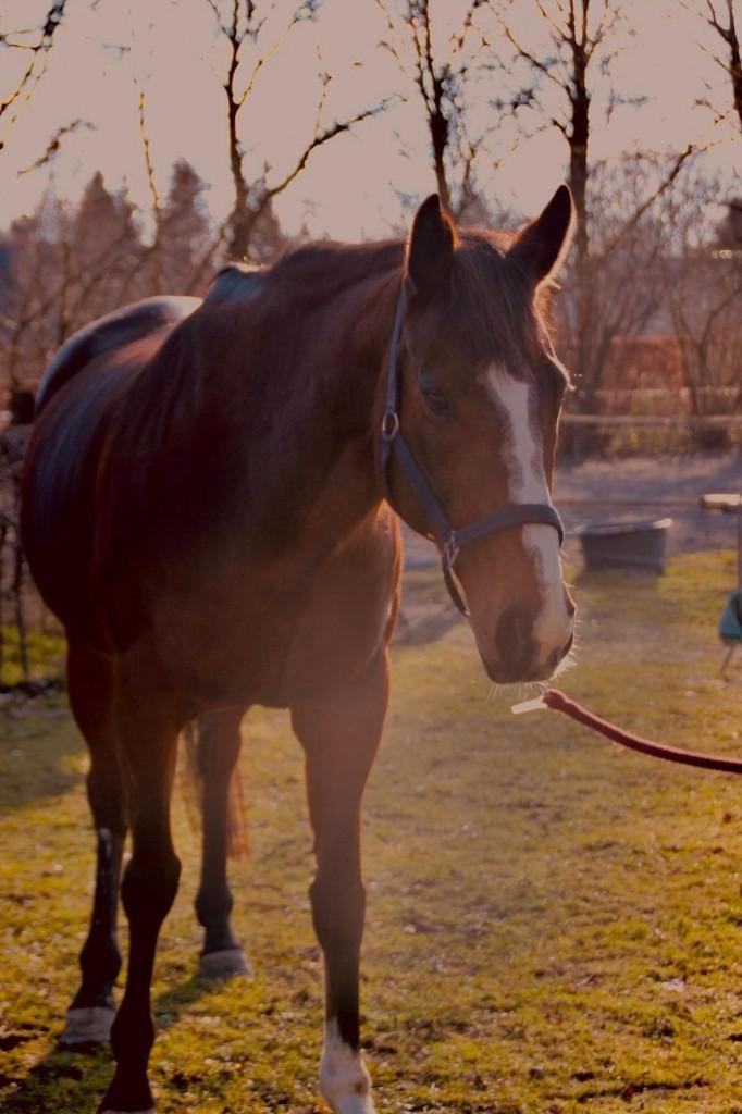 recreatieve merrie te koop, Dieren en Toebehoren, Paarden, Merrie, B, 160 tot 165 cm, 7 tot 10 jaar, Recreatiepaard, Met stamboom