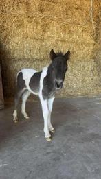 Onze lieve Jack mag volgende maand verhuizen!, Dieren en Toebehoren, Niet van toepassing, Hengst, A pony (tot 1.17m), Recreatiepony
