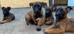 Mechelse x hollandse herder pups 7 weken, Dieren en Toebehoren, Honden | Herdershonden en Veedrijvers, 8 tot 15 weken, CDV (hondenziekte)