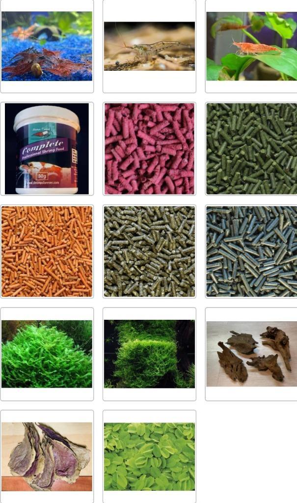 Garnalen starterspakket actieprijs € 53,40, Dieren en Toebehoren, Vissen | Aquariumvissen, Kreeft, Krab of Garnaal