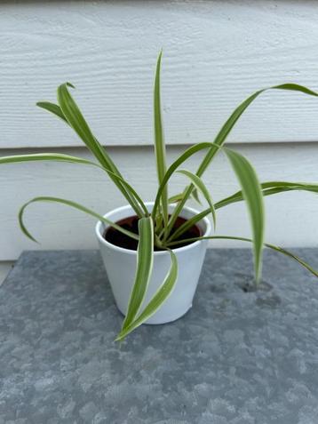 gratis Spider Plant / Graslelie (Chlorophytum comosum) beschikbaar voor biedingen