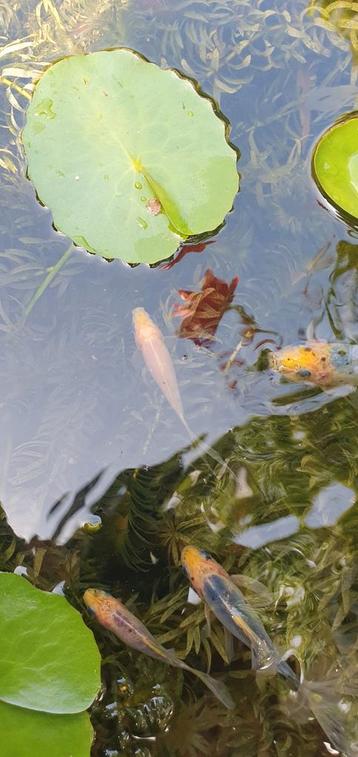 Shubunkins te koop beschikbaar voor biedingen