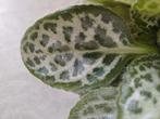 Streptocarpus pretty turtle, Ophalen, Overige soorten, Minder dan 100 cm