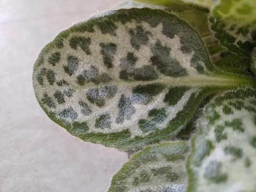 Streptocarpus pretty turtle, Huis en Inrichting, Kamerplanten, Overige soorten, Minder dan 100 cm, Ophalen