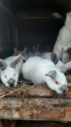 Jonge Californië konijnen, Dieren en Toebehoren, Meerdere dieren