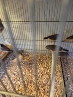 Grote zebravinken, Dieren en Toebehoren, Vogels | Parkieten en Papegaaien, Meerdere dieren, Parkiet