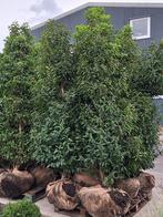 mooie grote Portugese laurier (Prunus lus. Angustifolia), Laurier, Struik, Ophalen, 250 cm of meer