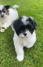 Leuke boomer pups te koop!, Dieren en Toebehoren, CDV (hondenziekte), Meerdere, Maltezer, 8 tot 15 weken