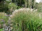 vaste planten, siergrassen en agapantus te koop die de tuina, Ophalen, Vaste plant