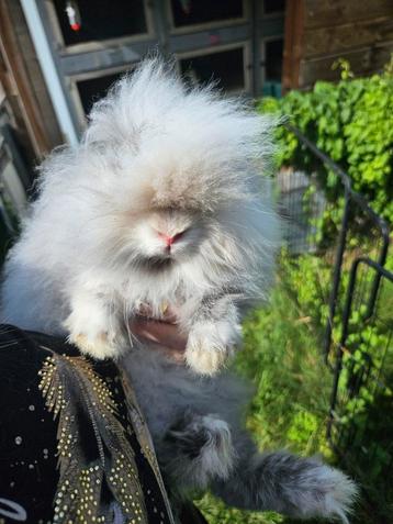 Schattig teddydwerg rammetje siam rhon beschikbaar voor biedingen
