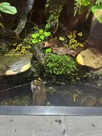 Dendrobates leucomelas, Dieren en Toebehoren, Amfibie, 3 tot 6 jaar