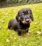 Ruwhaar dwergteckel pupjes, Dieren en Toebehoren, Parvo, 8 tot 15 weken, Dwerg, Meerdere