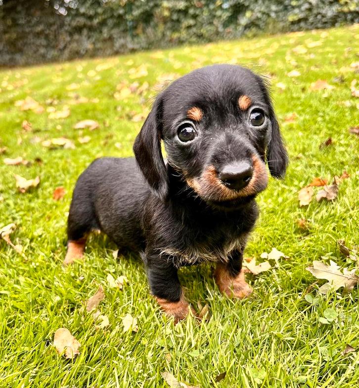 Ruwhaar dwergteckel pupjes, Dieren en Toebehoren, Honden | Teckels en Dashonden, Meerdere dieren, Ruwhaar, Dwerg, Particulier