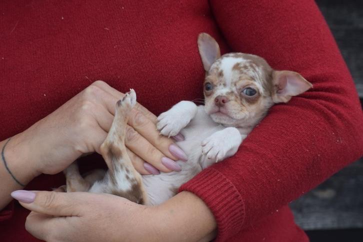 Chihuahua pups nieuw nestje, Dieren en Toebehoren, Honden | Chihuahua's en Gezelschapshonden, Meerdere dieren, Chihuahua, Fokker | Professioneel