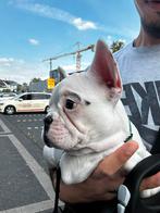 Franse Bulldog, Dieren en Toebehoren, Honden | Bulldogs, Pinschers en Molossers, 15 weken tot 1 jaar, Reu, CDV (hondenziekte)
