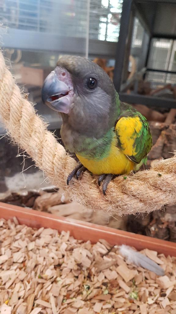 tamme jonge meyer papegaai, Dieren en Toebehoren, Vogels | Parkieten en Papegaaien, Papegaai, Mannelijk, Tam, Geringd